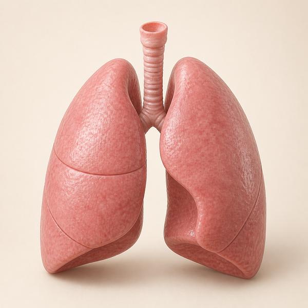 lungs — Korean: 폐