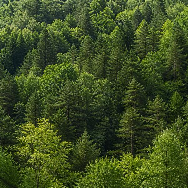 forest — Korean: 숲