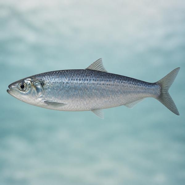 fish — Korean: 물고기